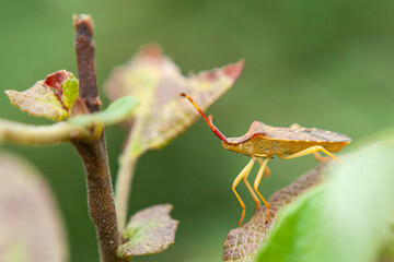 Gonocerus acuteangulatus
