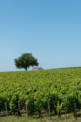 Obraz premium MEDOC (Gironde, France), cabane de vigneron dans les vignes