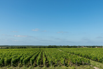 Fototapeta na wymiar MEDOC (Gironde, France), paysage de vignes