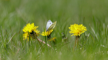 Pieris napi