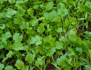 Parsley bush of a deep green