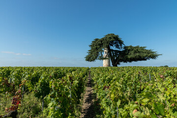 MEDOC (Gironde, France), ancienne tour dans les vignes