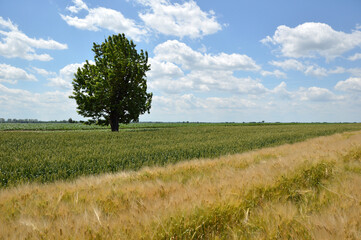 rural landscape in Vojvodina, with wheat and barley fields in bright spring day