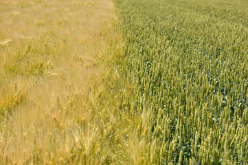 rural landscape in Vojvodina, with wheat and barley fields in bright spring day