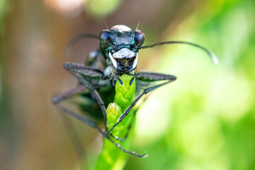 Cylindera germanica