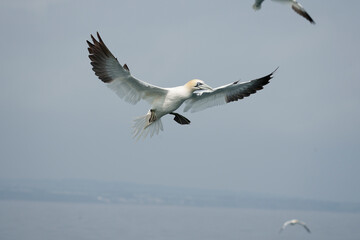 Gannet, Morus bassanus