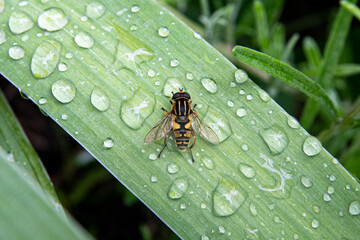 Helophilus pendulus