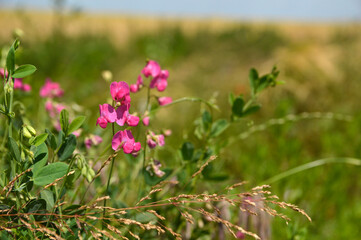 blooming wild bean plant close up
