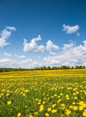 Summer, rural landscape. The field of yellow dandelions and on the back background a blue sky with white heap clouds