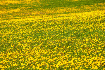 Summer, rural landscape. Yellow dandelion field. A large plan of flowers.