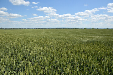 green wheat field in bright spring day