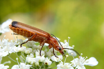 Rhagonycha fulva