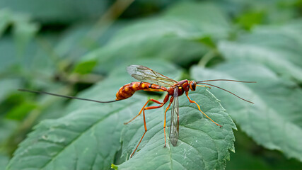 Megarhyssa vagatoria