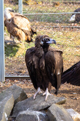 Fototapeta premium Eurasian black vulture sit on a stone.