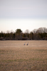 Naklejka na ściany i meble couple of crane birds walking on the field 