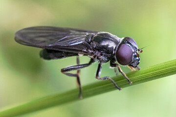 Cheilosia fly
