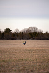 couple of crane birds flying above the field 