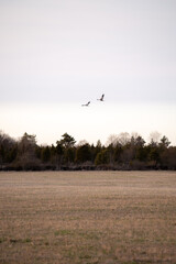 cranes are flying on the spring field background