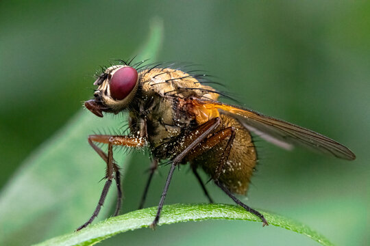 Phaonia angelicae
