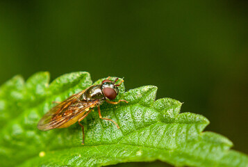 Melanostoma fly