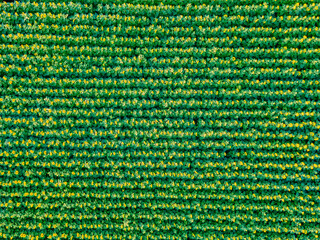 Sunflower field from above.