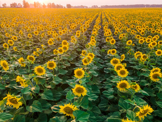 Obraz premium Beautiful sunflower field at the sunset.
