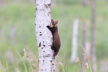 European pine marten (Martes martes) Usedom Germany
