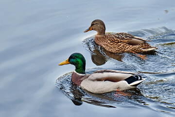Stockenten-Pärchen ( Anas platyrhynchos ).