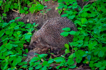 A beautiful hedgehog runs on the ground in the green grass. 