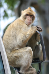An adult macaque sits on a bus window on St. Michael's road, on Gibraltar hill