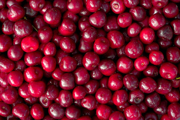 A harvested crop of cherries, a lot of cherries.