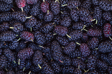 Ripe mulberries background. Mulberry - Morus - healthy fruit close up background.Beautiful mulberry...