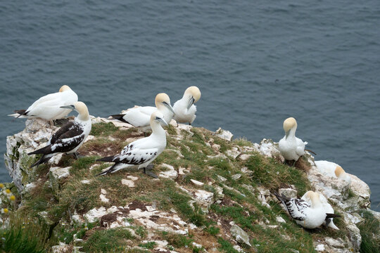 Gannet, Morus Bassanus