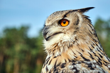 Sibirischer Uhu ( Bubo bubosibiricus ).