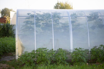 Greenhouses for growing vegetables. Small greenhouses for the household plot.