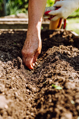 Female hand plant bean seeds in soil. Unrecognizable elderly woman gardening