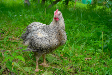 One beautiful white rooster with black specks and a red comb walking on the green grass on a summer day in the garden.