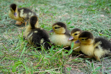 Small, yellow with black spots, just hatched, ducklings, walking on the grass on a summer day.