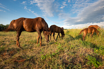 Fototapeta na wymiar Family of horses in the pasture