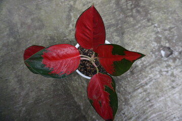 aglonema plant or red Chinese evergreen