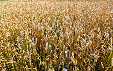 Spikelets of wheat, hot summer day. The concept of agriculture. Birth of fresh bread. Shallow depth of field. Agriculture concept