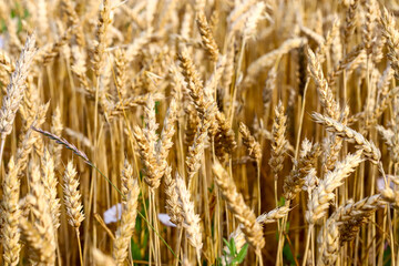 Spikelets of wheat, hot summer day. The concept of agriculture. Birth of fresh bread. Shallow depth of field. Agriculture concept