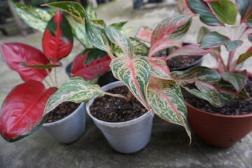 plant in a pot red Chinese evergreen plant