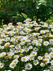 White daisies in the field