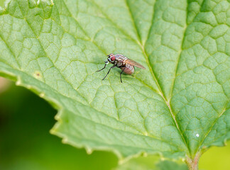 Fly Helina sp.
 Among these flies there are many pests of agricultural crops and animals, carriers of pathogens of various diseases of humans and animals.