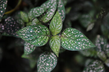Fototapeta na wymiar polka dot plant, Hypoestes phyllostachya