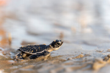 Baby turtle returning to the ocean