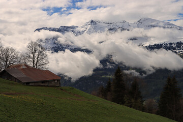 Fototapeta na wymiar Später Frühling im Berner Oberland; Mai oberhalb der Planalp über dem Brienzersee, Blick zum Wildgerst