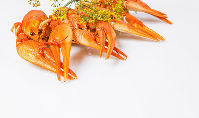 Menu blank. Boiled orange crayfish on the white background. Cooked freshwater delicious crayfish with dill. Close-up. Copy space. Food photography