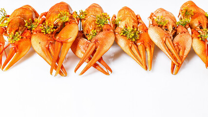 Food banner. Boiled crayfish with dill on a white background. Cooked freshwater delicious crayfish with aromatic dill and spices. Copy space. Top view